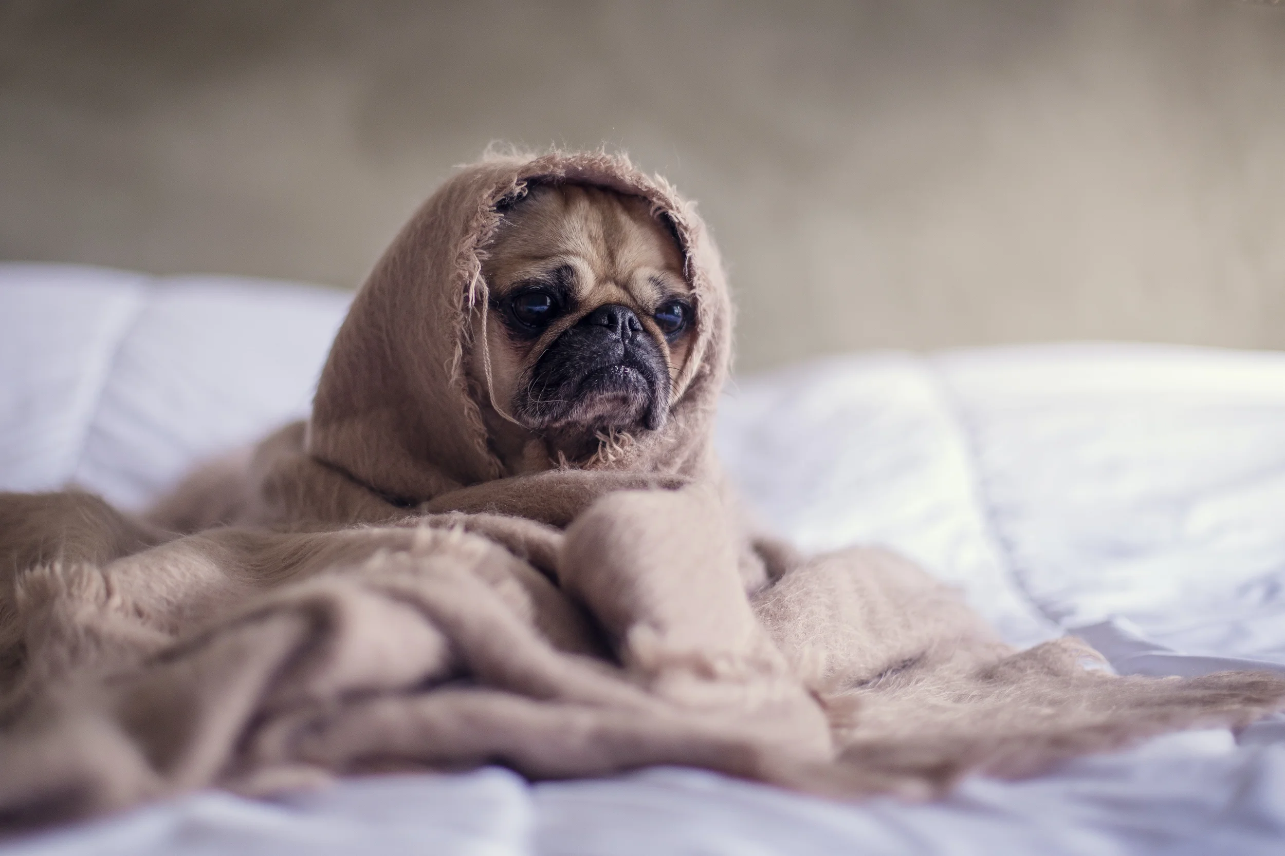 pug on white bed wrapped in brown blanket
